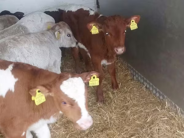 ثور, Simmental cattle