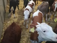 İribuynuzlu mal-qara (partiya, cinsi göstərilməyib), Simmental cattle — foto 1