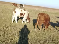 公牛, Simmental cattle — 照片 1