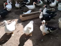 Ducks — foto 5