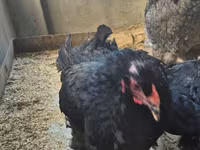 براهما — الصورة 2