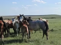 فرس, Kazakh horse — الصورة 2