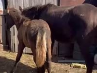 母马, Horses — 照片 4