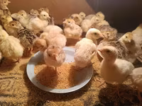 Turkeys — الصورة 1