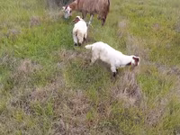 Коза, Saanen goat — фото 1