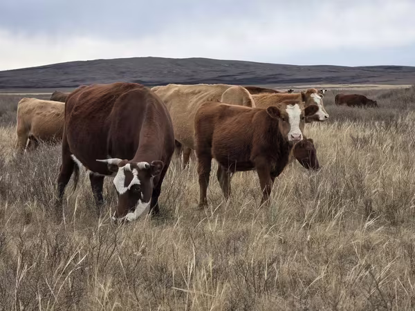 Sigir, Latvian Blue cattle