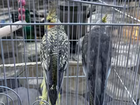 Nimfa (Cockatiel) cütlüyü və qəfəs dəsti - Növ: Nimfa tutuquşusu — photo 1