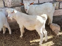 公山羊, Goats — 照片 4