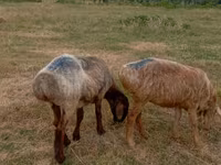 Qoʻy, Kazakh meat-wool sheep — 3-rasm