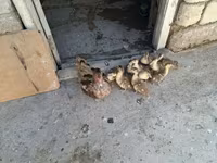 Ducks — फ़ोटो 1