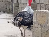 Кең төс ақ — 2-сурет