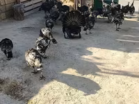 برونز — الصورة 5