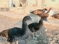 Ducks — foto 2