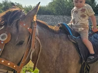 Atlar (partiya, cinsi göstərilməyib), Atlar — foto 3