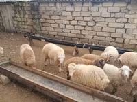Ram, Sheep — photo 3