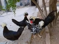 بوليش — الصورة 1