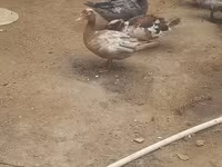 Ducks — Foto 3