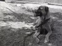 Məhsul: İtlər üçün möhkəm metal zəncir və yaxalıq dəsti Təsvir: - — الصورة 3
