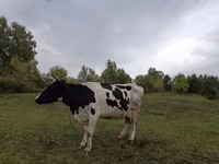 Kuh, Simmental cattle — Foto 1