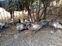 Ducks — फ़ोटो 1
