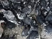 Австралиялық пит-ойын құсы — 2-сурет