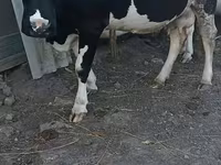 Vaca, Raza Holstein — foto 1