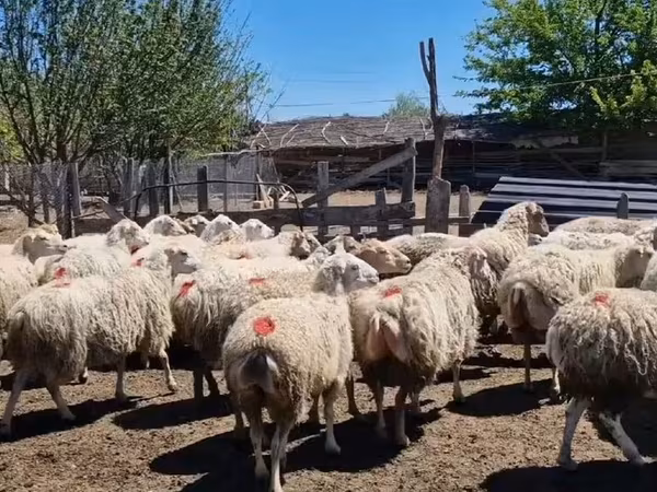 Schaf, Schafe