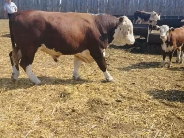 Bulle, Simmental cattle — Russland