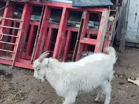 عنزة, Kamori goats — الصورة 6
