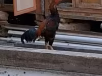 Chickens — Foto 2