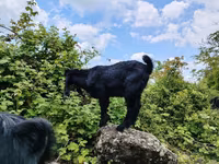 Cabro, Damask goat — foto 3