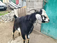 Ешкі, Nubian Goat — 3-сурет