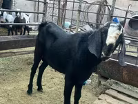 تيس, Nubian Goat — الصورة 1