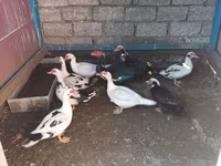 Ducks — 7-сурет