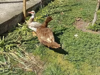 Ducks — 1-сурет