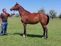 Stute, Arabian horse — Foto 2