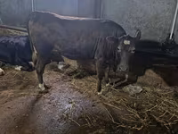 Корова, Russian Black pied cattle — фото 4