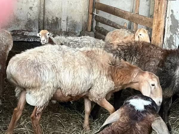Баран, Arashan sheep