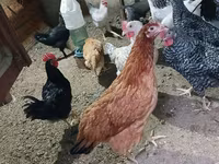 Chickens — 2-сурет