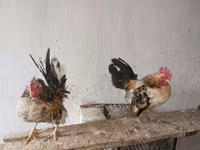 Serama — Foto 3