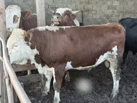 Бұқа, Simmental cattle — 5-сурет