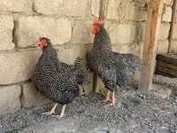 Gallina eslovena barrada — foto 6
