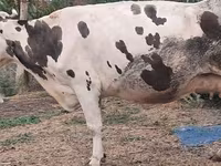 Kuh, Russian Black pied cattle — Foto 4