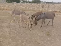 خيول (دفعة، الجنس غير محدد), الخيول — الصورة 4