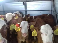 Бұқа, Simmental cattle — 5-сурет