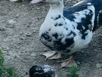 Ducks — foto 2