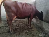 母牛, Red Estonian cattle — 照片 1