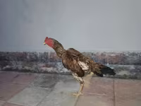 Chickens — Foto 5