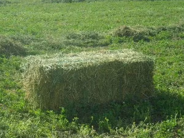 cumpar lucerna