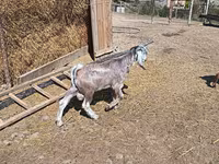बकरा, बकरियाँ — फ़ोटो 8